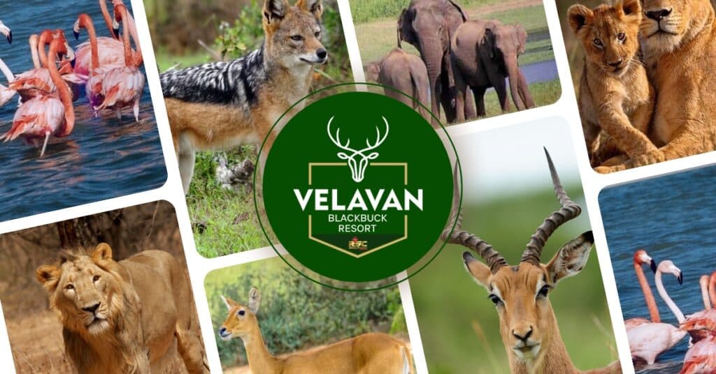 Nature and wildlife surroundings