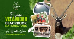 Explore Velavadar Blackbuck National Park – A Wildlife Gem in Bhavnagar, Gujarat