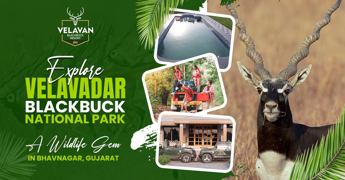 Explore Velavadar Blackbuck National Park – A Wildlife Gem in Bhavnagar, Gujarat