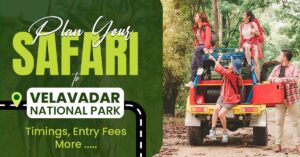 Plan Your Safari to Velavadar National Park—Timings, Entry Fees & More
