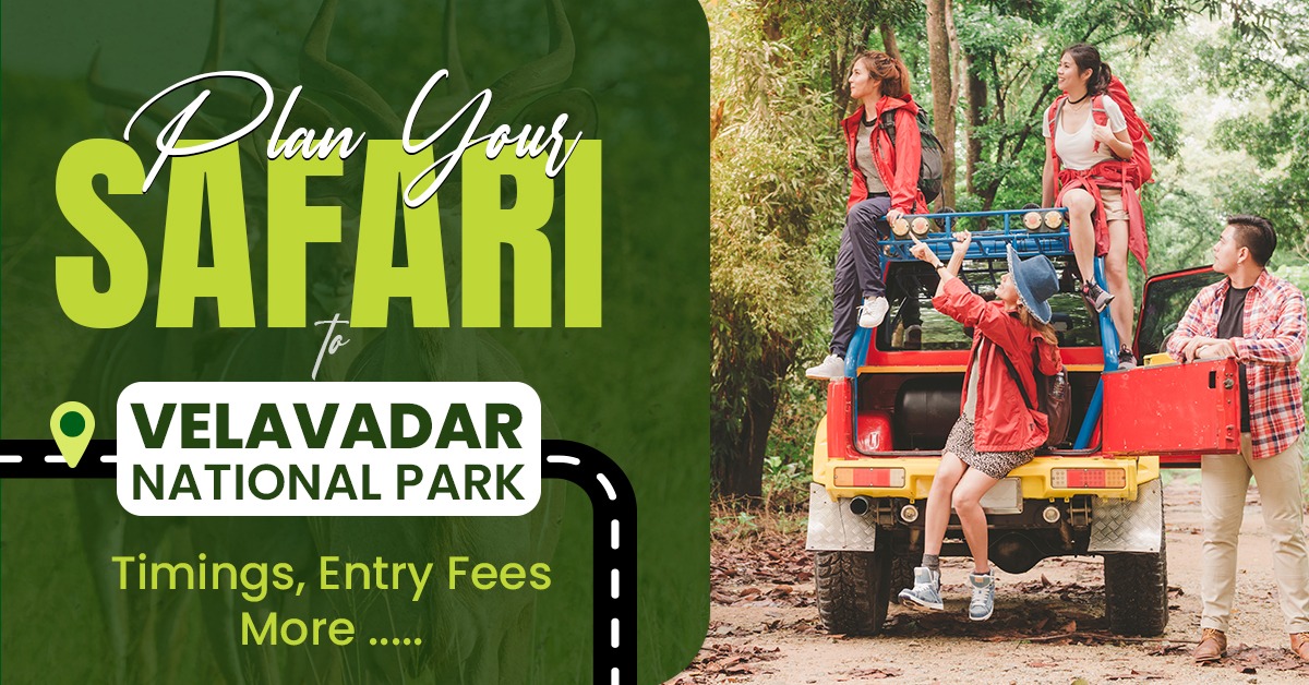 Plan Your Safari to Velavadar National Park—Timings, Entry Fees & More