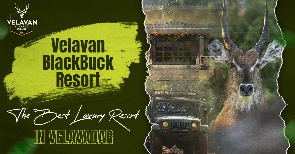 How to Plan a Perfect Safari Trip to Blackbuck National Park