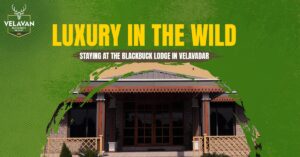 Luxury in the Wild- Staying at The Blackbuck Lodge in Velavadar