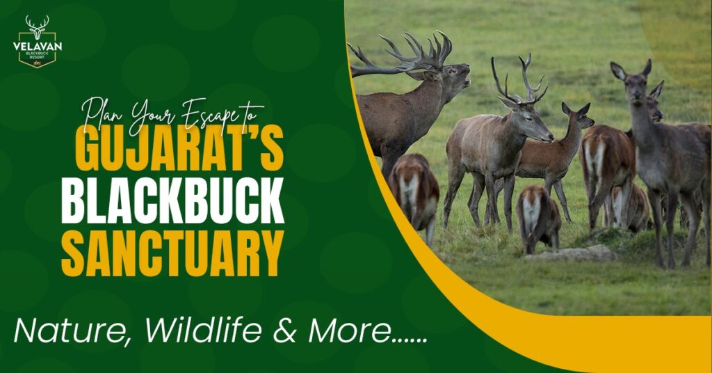 Plan Your Escape to Gujarat’s Blackbuck Sanctuary – Nature, Wildlife & More