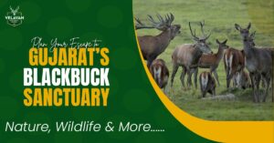 Plan Your Escape to Gujarat’s Blackbuck Sanctuary – Nature, Wildlife & More