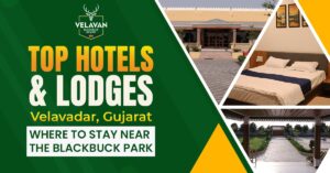 Top Hotels & Lodges in Velavadar, Gujarat – Where to Stay Near the Blackbuck Park