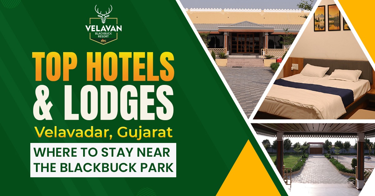 Top Hotels & Lodges in Velavadar, Gujarat – Where to Stay Near the Blackbuck Park