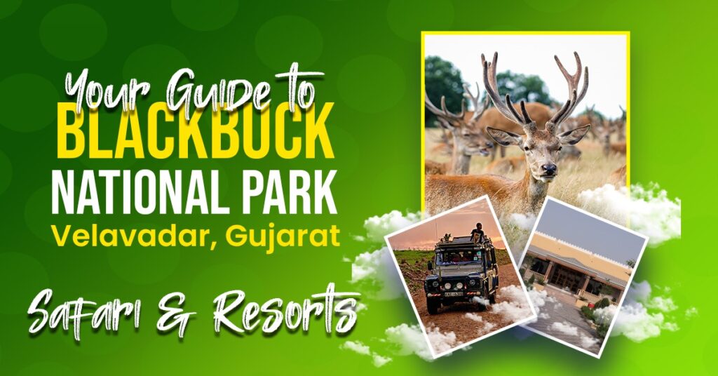 Your Guide to Blackbuck National Park Velavadar, Gujarat – Safari & Resorts