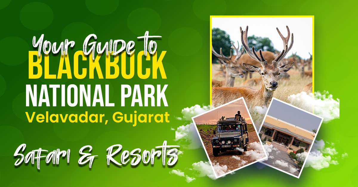 Your Guide to Blackbuck National Park Velavadar, Gujarat – Safari & Resorts