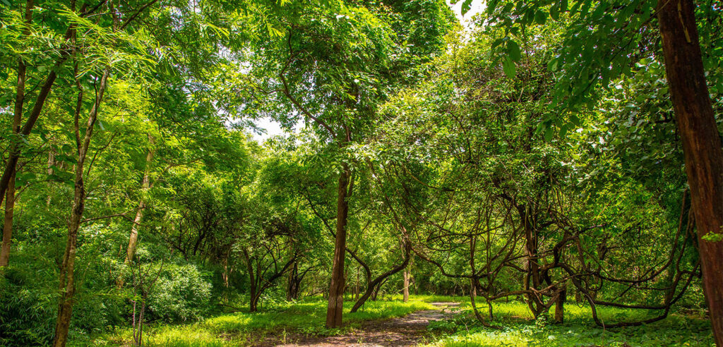 Barda Hills Wildlife Sanctuary: The Hidden Gem