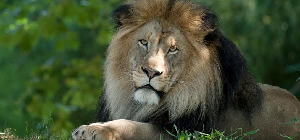 Gir National Park: The Land of the Asiatic Lion