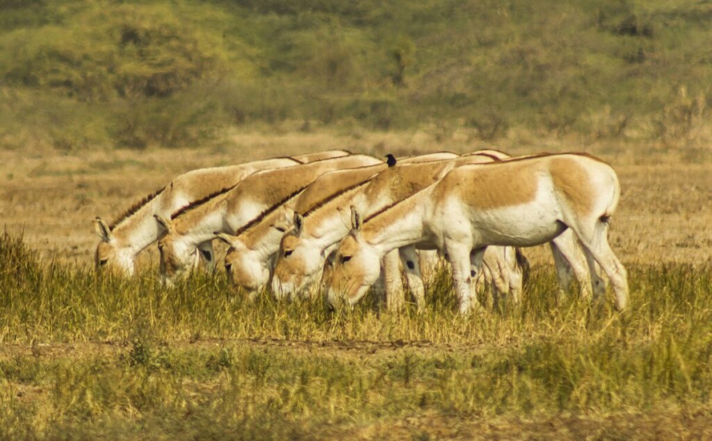 Indian Wild Ass (Khur) Sanctuary: The Last Refuge