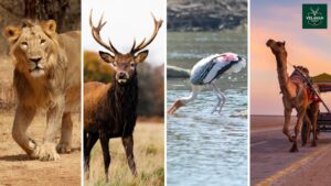 Looking for some wildlife adventurous places in Gujarat