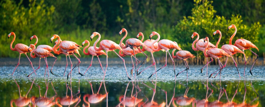 Nal Sarovar Bird Sanctuary: Birdwatcher’s Paradise