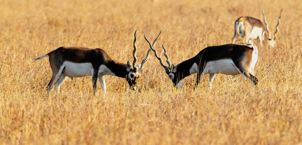 Velavadar Blackbuck National Park: Grassland Wonderland